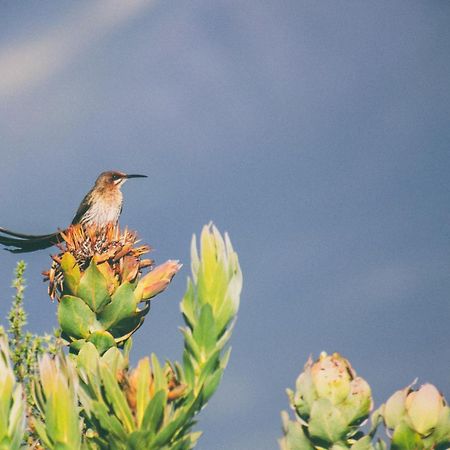 Wild Rescue Nature Reserve Vila Riversdale Exterior foto